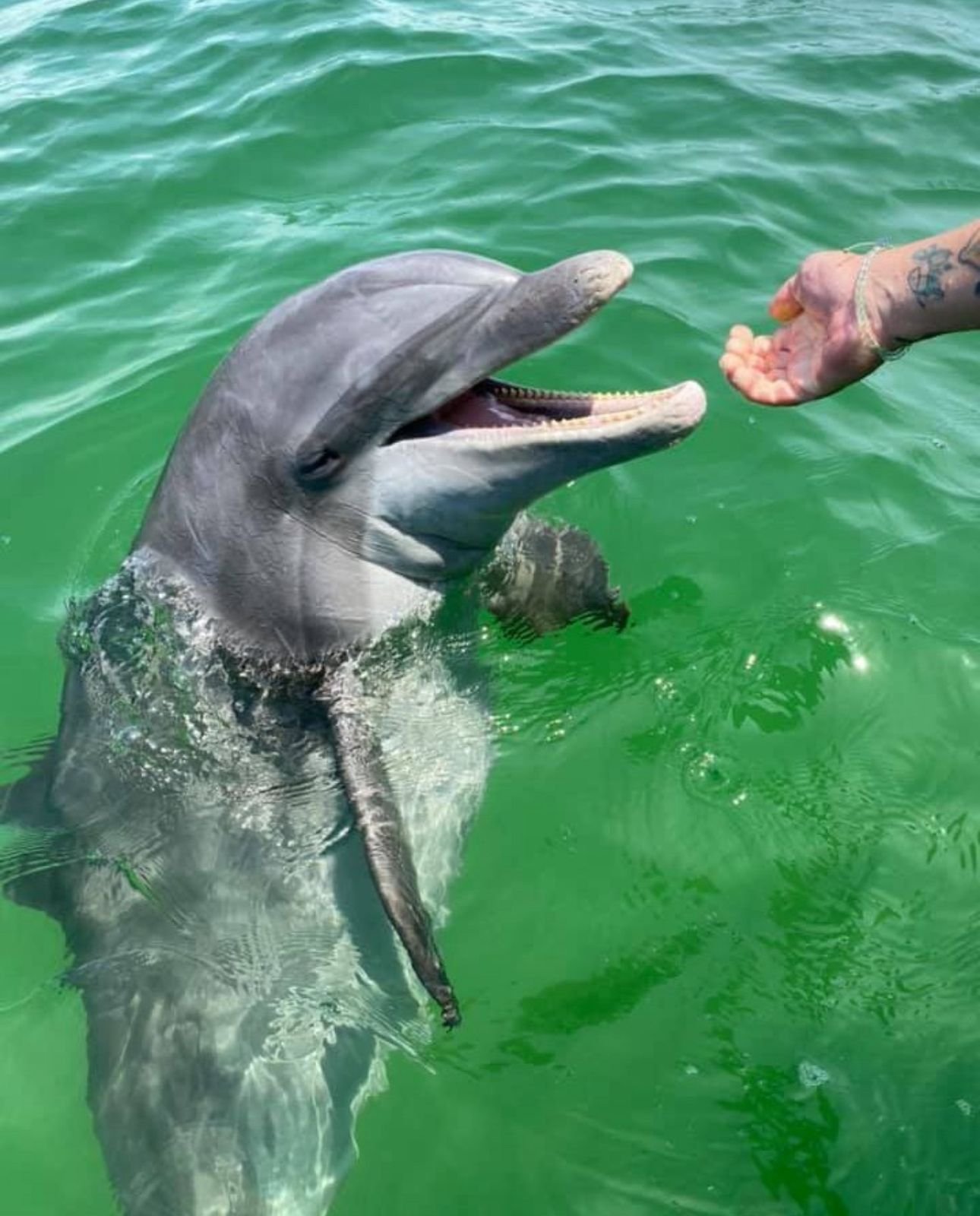 Wild dolphin up close during Salty Dogs tour