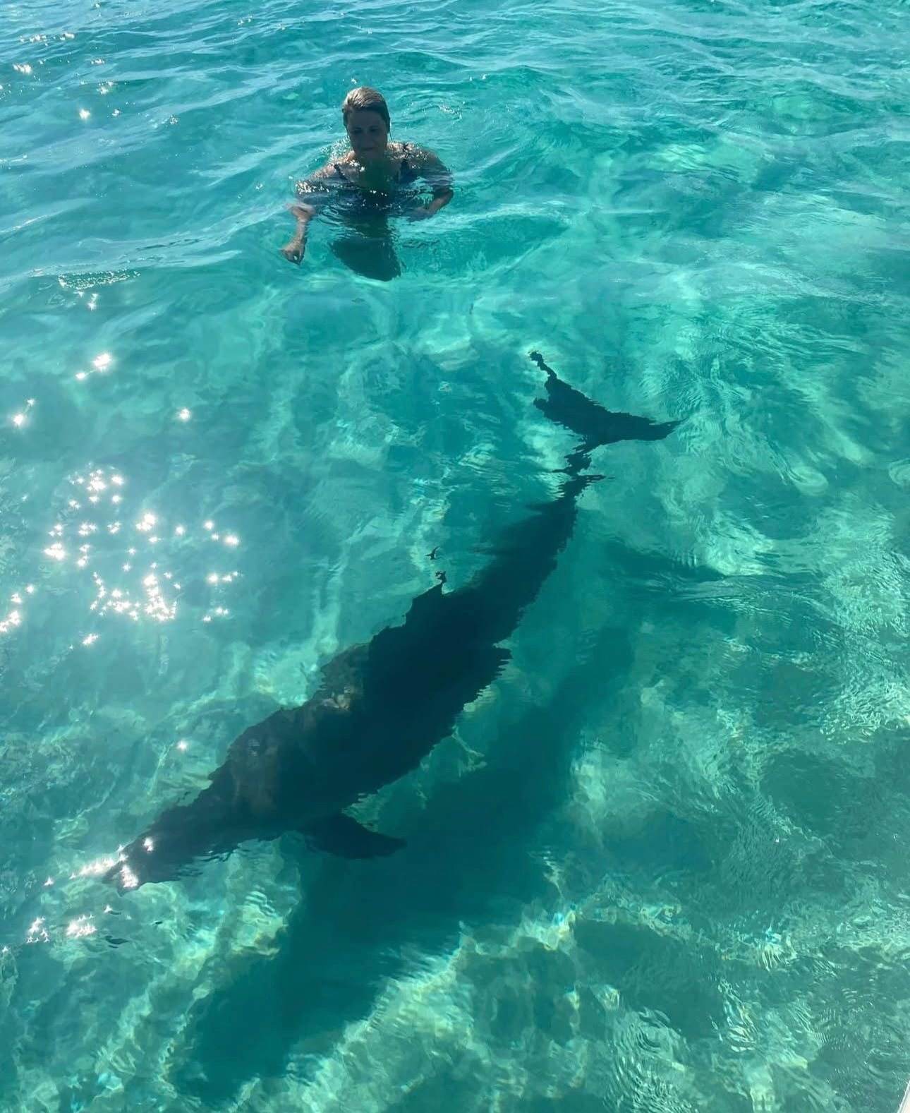Swimming with wild dolphin in clear water Panama City Beach
